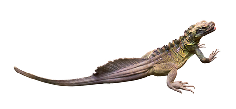 Sailfin Dragon For Sale, Sailfin Dragon For Sale Near Me, Sailfin Dragon For Sale Cheap, Sailfin Dragon For Sale Canada, Sailfin Dragon For Sale Uj, Sailfin Dragon For Sale Europe,